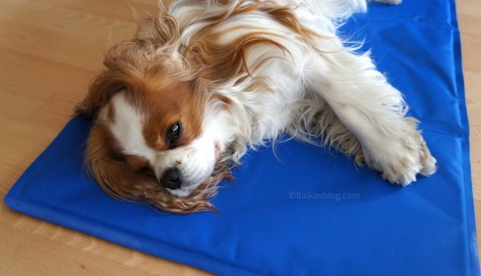 Bien choisir son tapis rafraîchissant – le chien en été