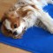 Bien choisir son tapis rafraîchissant – le chien en été