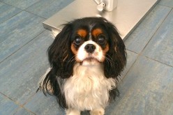 Mon chien chez l’ophtalmo – Opération de l’oeil et ablation du cristallin