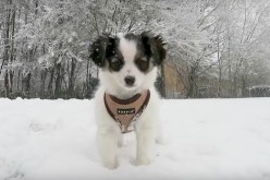 [Vidéo] Un chiot dans la neige ! Karma et Milo jouent