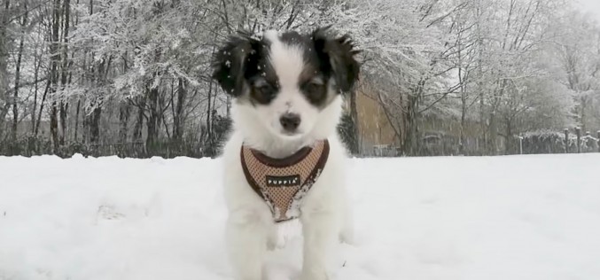 [Vidéo] Un chiot dans la neige ! Karma et Milo jouent