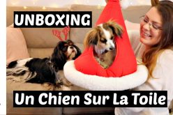 UNBOXING – Colis de la boutique un Chien Sur La Toile | Déballage d’articles et jouets pour chien