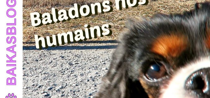 Promenade dans les montagnes Suisses – Les chiens baladent leurs humains