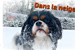 Les chiens jouent dans la neige – Winter Wonderland