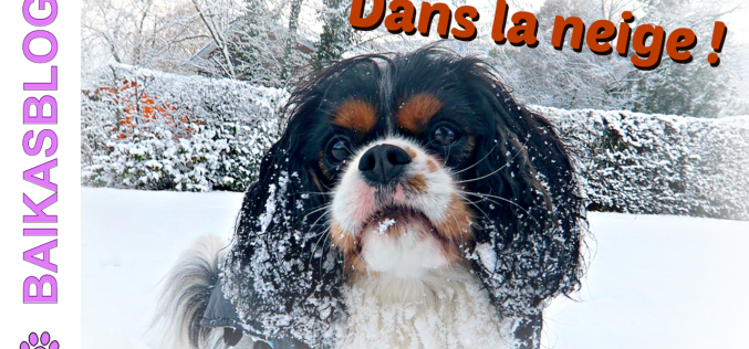 Les chiens jouent dans la neige – Winter Wonderland