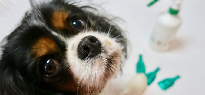 Les anti-parasitaires, des insecticides dangereux pour votre chien ou votre chat ?